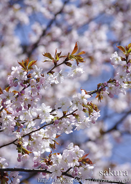 桜