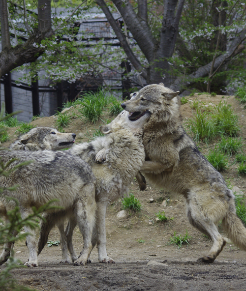 ユウキジェイ