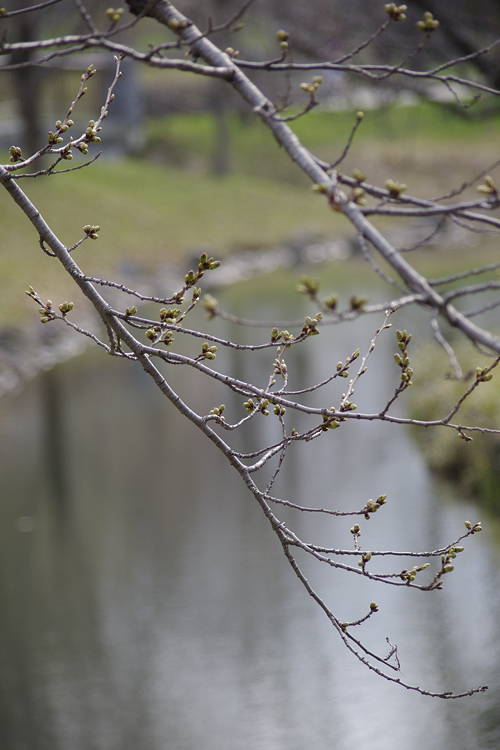 桜