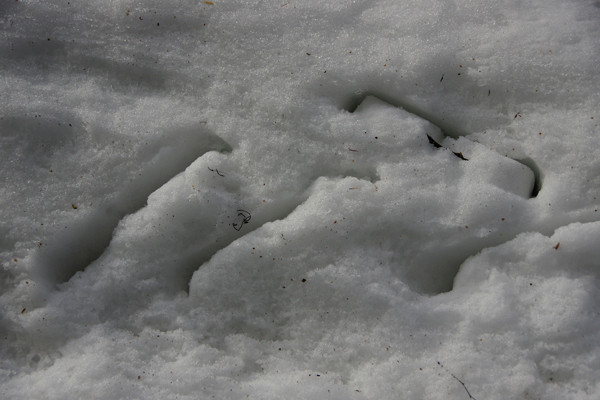 雪割り