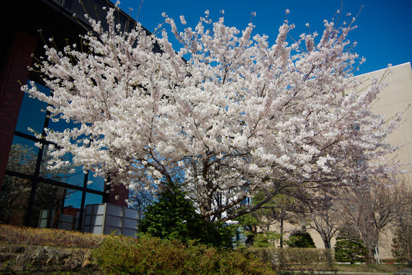 桜