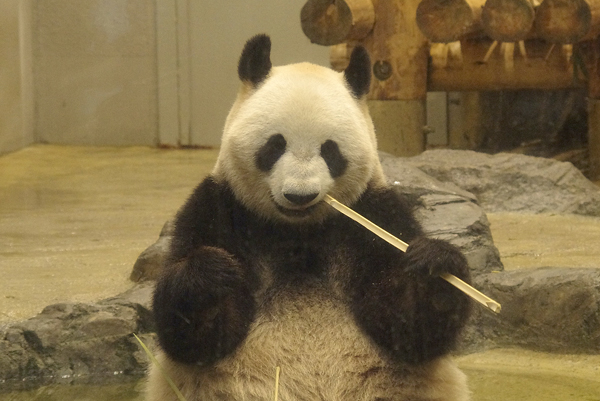 パンダ