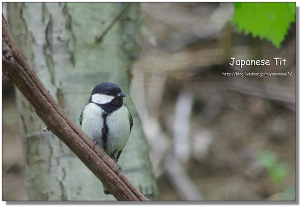 シジュウカラ