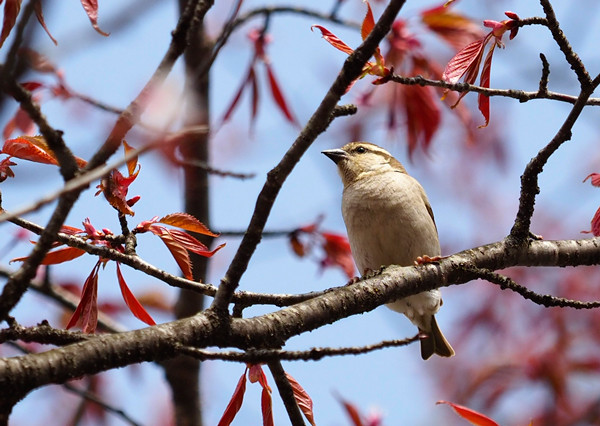 野鳥