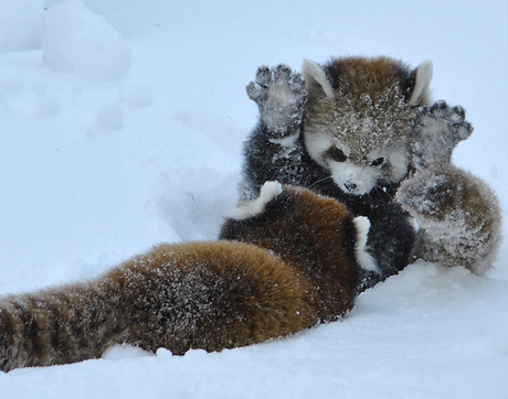 レッサーパンダ帳 49 北の暮らし 札幌 宮の森から