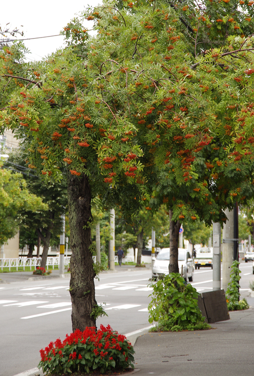 街路樹