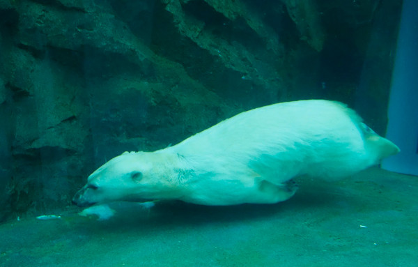 流線型