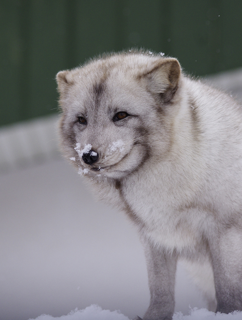 ホッキョクギツネの赤ちゃん 北の暮らし 札幌 宮の森から