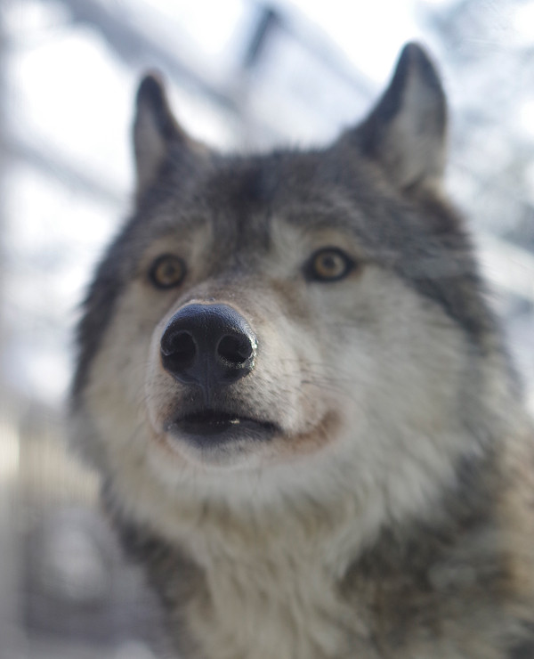 ショウ鼻