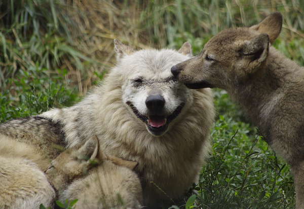 ユウキショウ