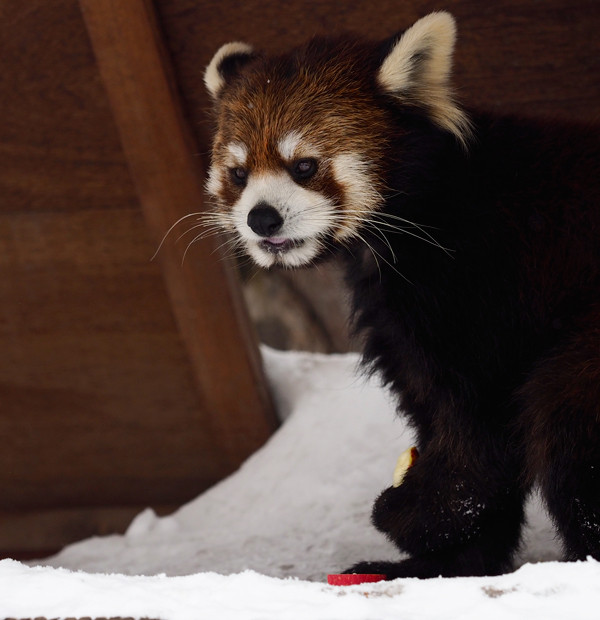 ヨウヨウリンゴ