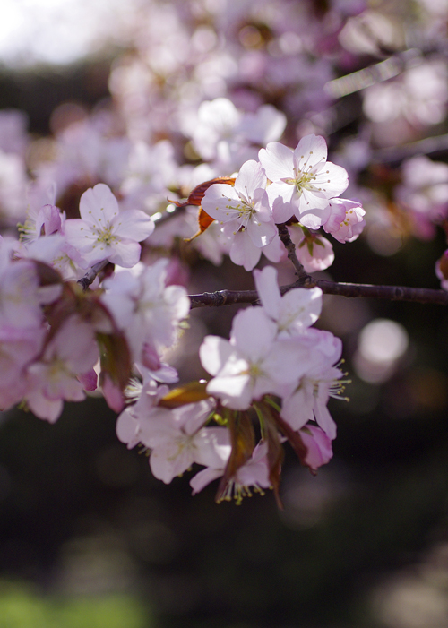 桜