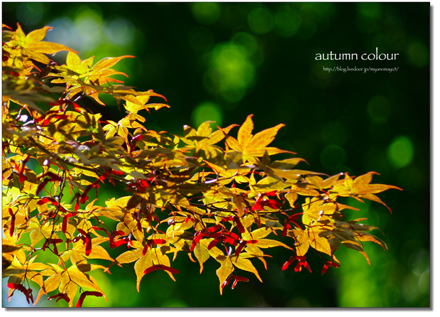 紅葉