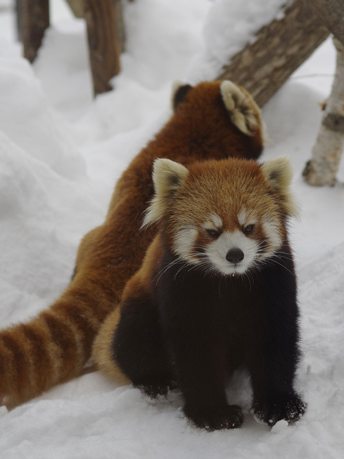 マーキング