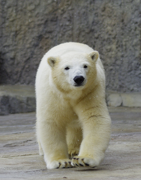 ユキマルル