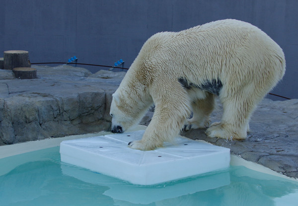 デナリ氷