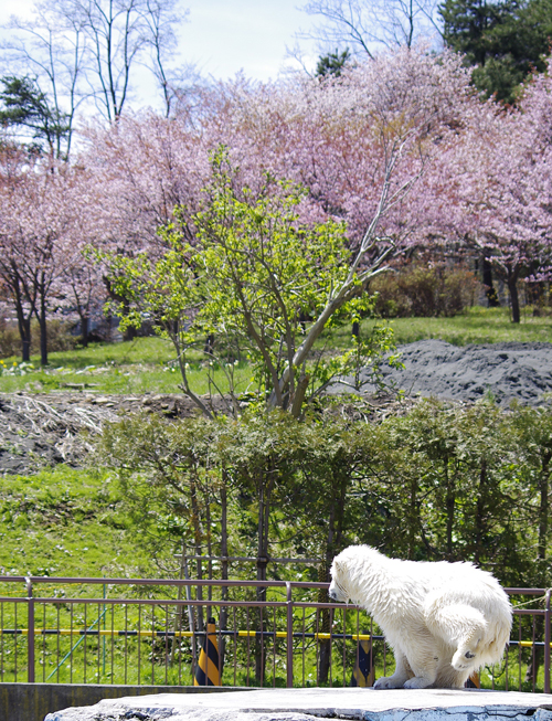 花見