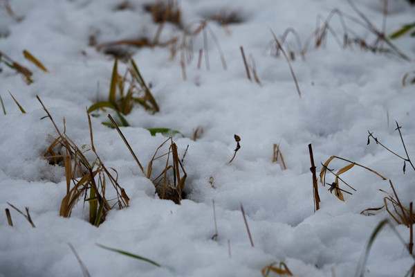 積雪