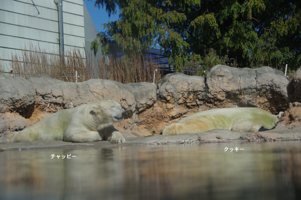 豊橋放飼場２