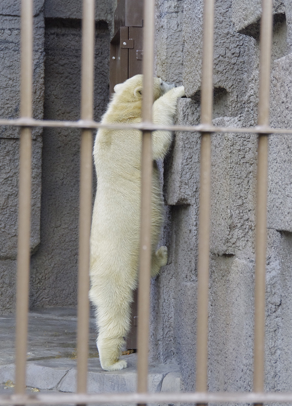 登る