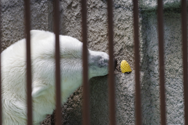 とうきび