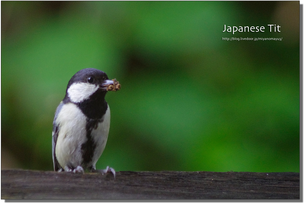 シジュウカラ