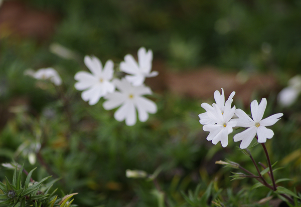 芝桜