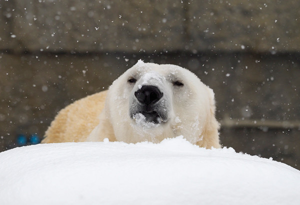 雪デナリ