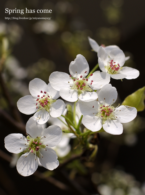 桜