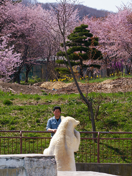 ララと桜