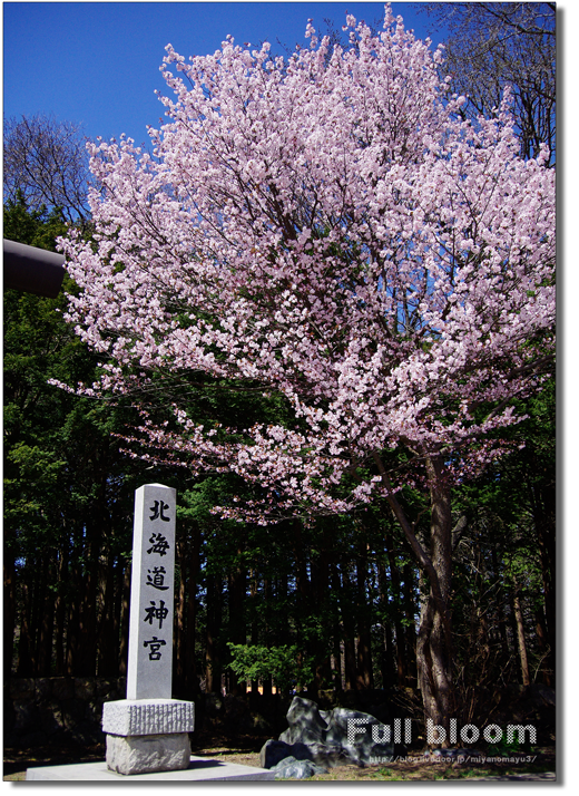 北海道神宮