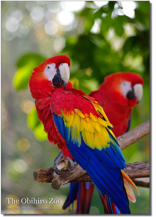 コンゴウインコ