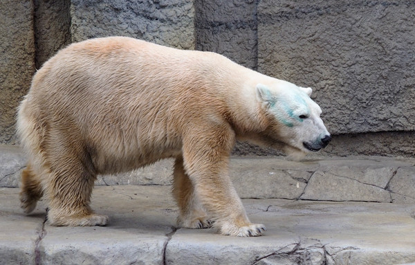 キャンディ