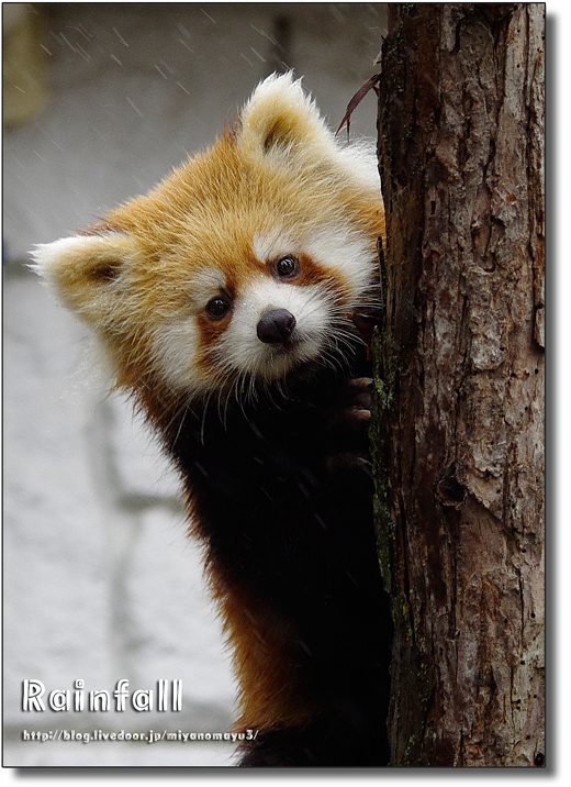 レッサーパンダ ギン