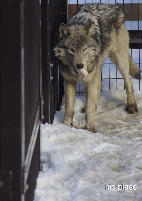 ショウ