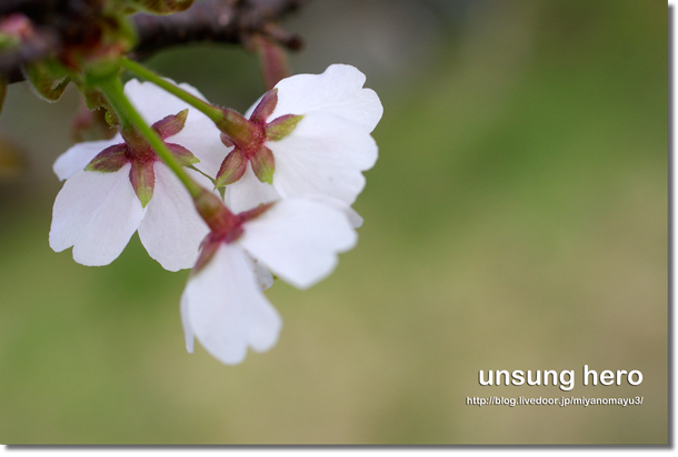 桜