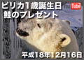 ピリカ誕生日