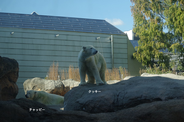 豊橋放飼場