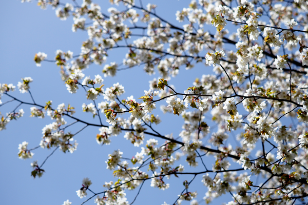 桜