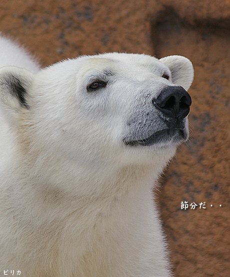 ピリカ節分