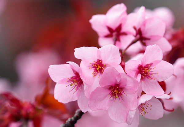 桜