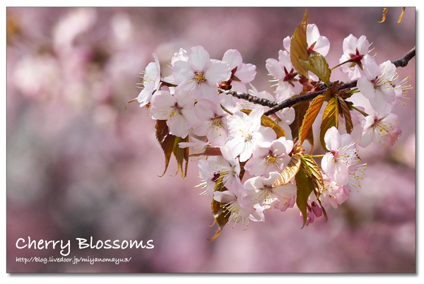 桜