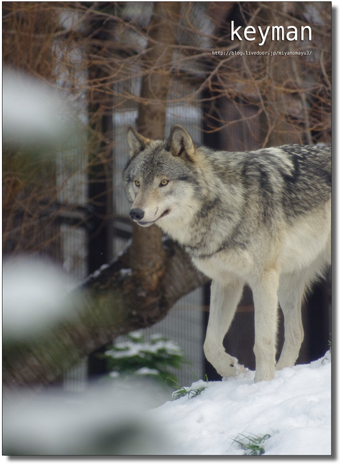 ショウ