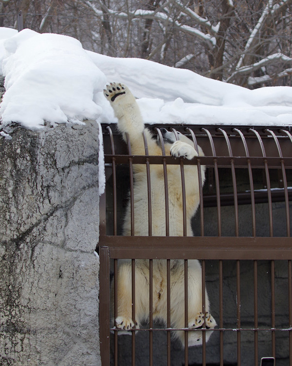 雪下ろし