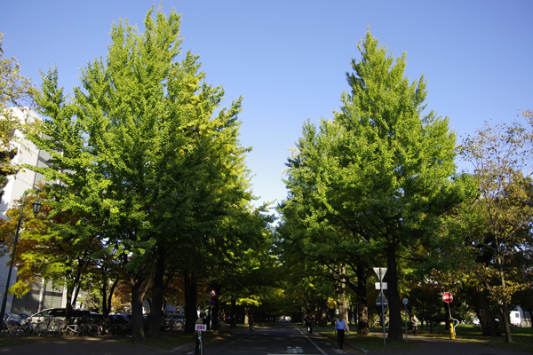 銀杏