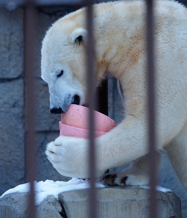 リラどんぶり