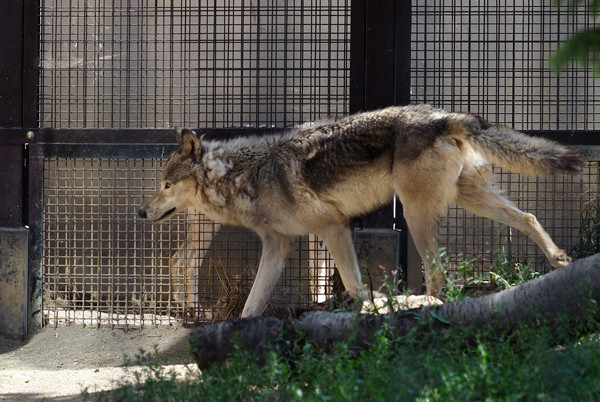 ショウ