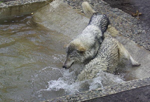 ユウキ