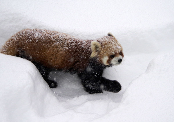 吹雪き