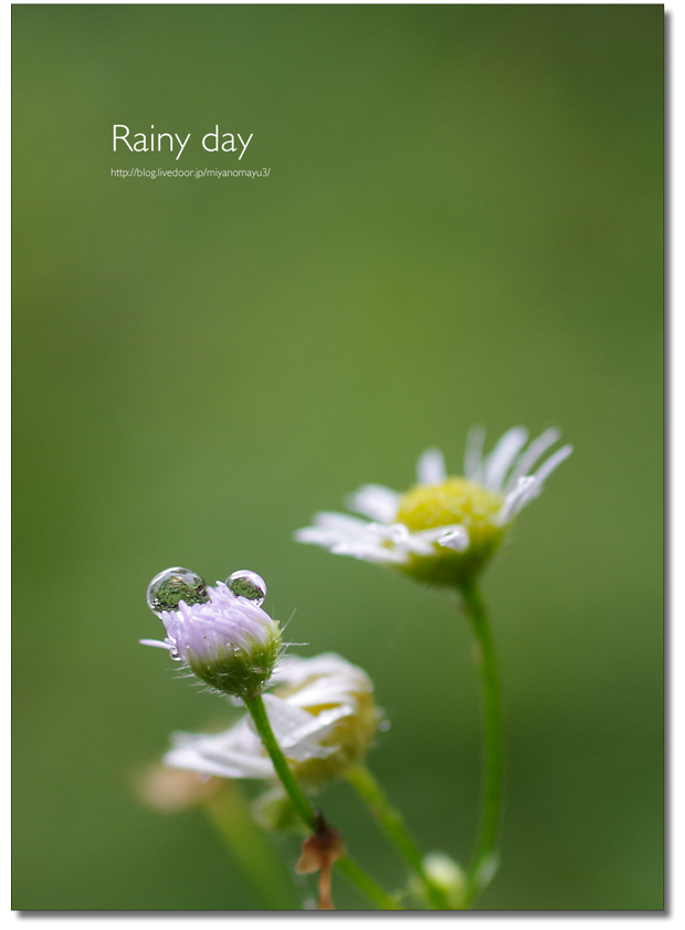 雨